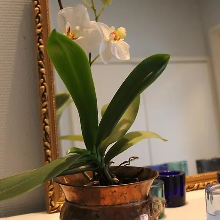 Helmin Kortteeri Hotel Kauhajoki